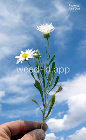 aster, woody